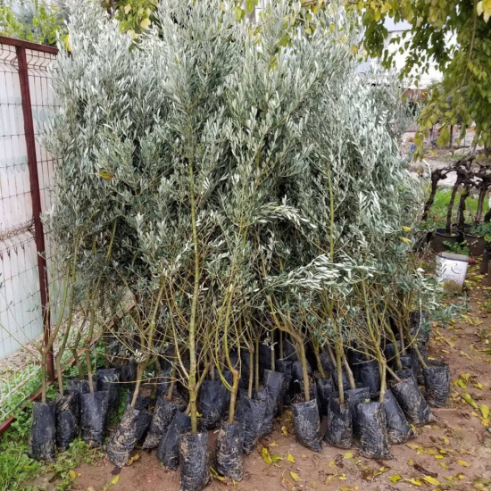 5 Yaş Aşılı Trilye (Gemlik) Zeytin Fidanı, Torbada