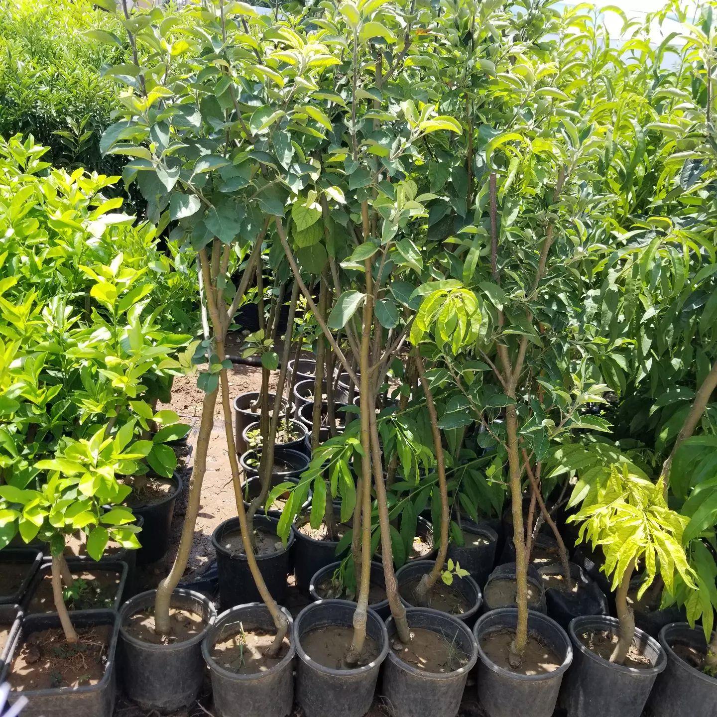 7 Yaş Aşılı Starking Elma Fidanı , Saksıda