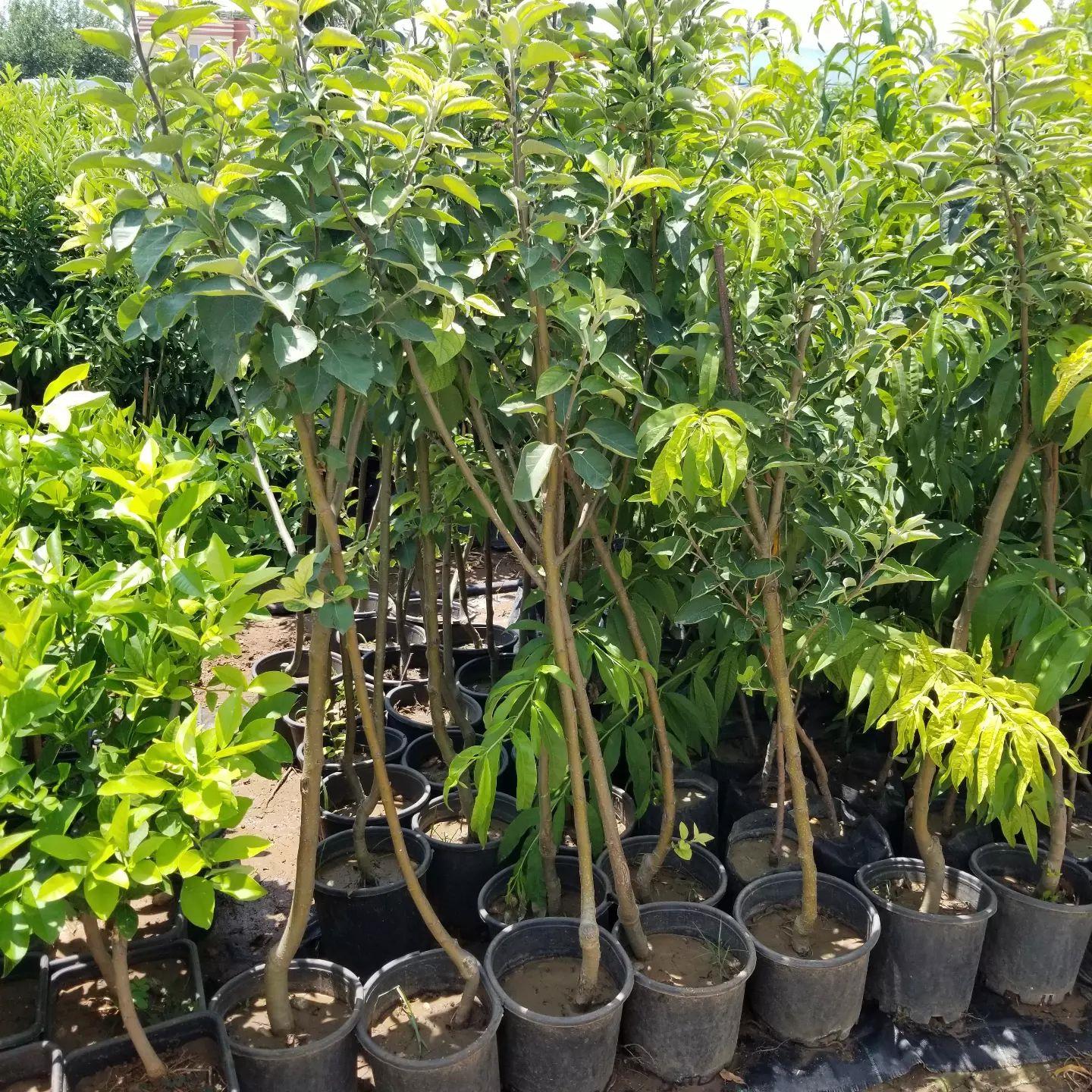 7 Yaş Aşılı Starking Elma Fidanı , Saksıda