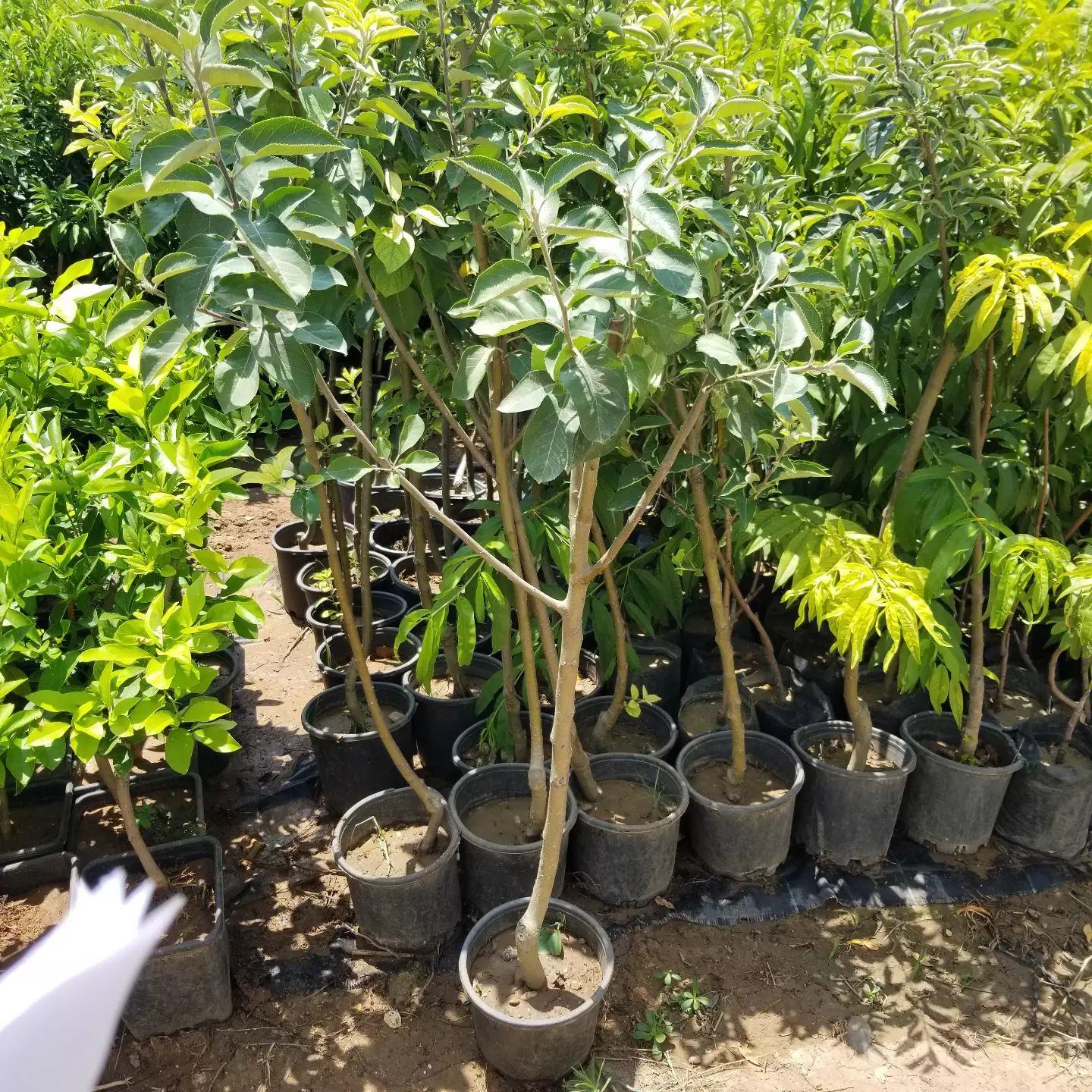 7 Yaş Aşılı Starking Elma Fidanı , Saksıda