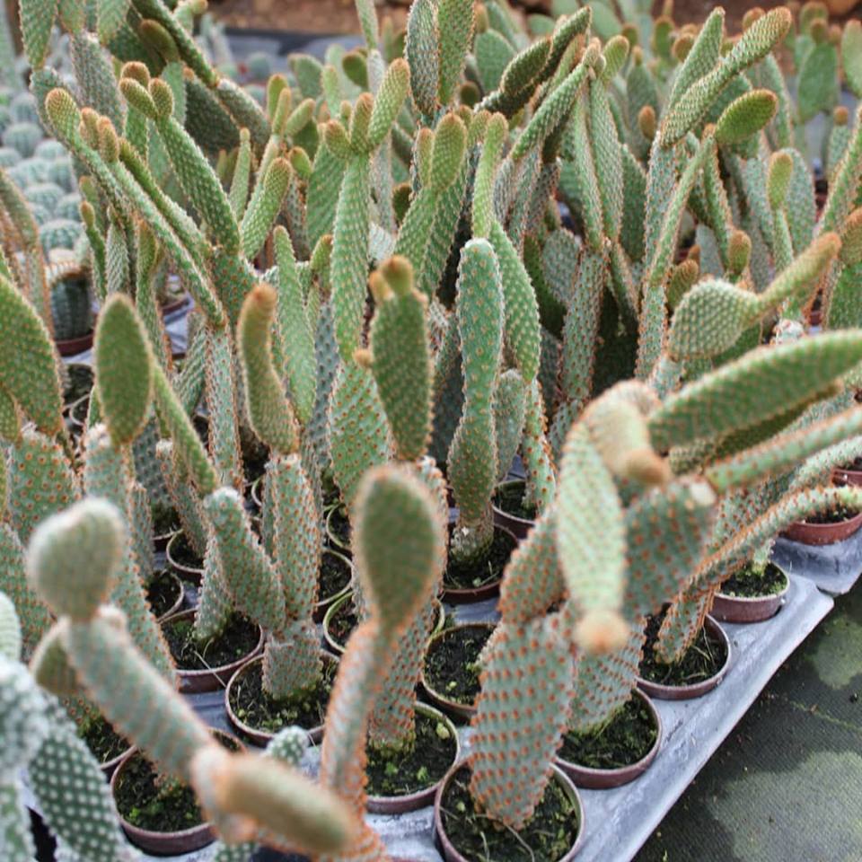 Tavşan Kaktüs / SARI Dikenli (Opuntia Microdasys Albata), 5.5 Cm Saksıda