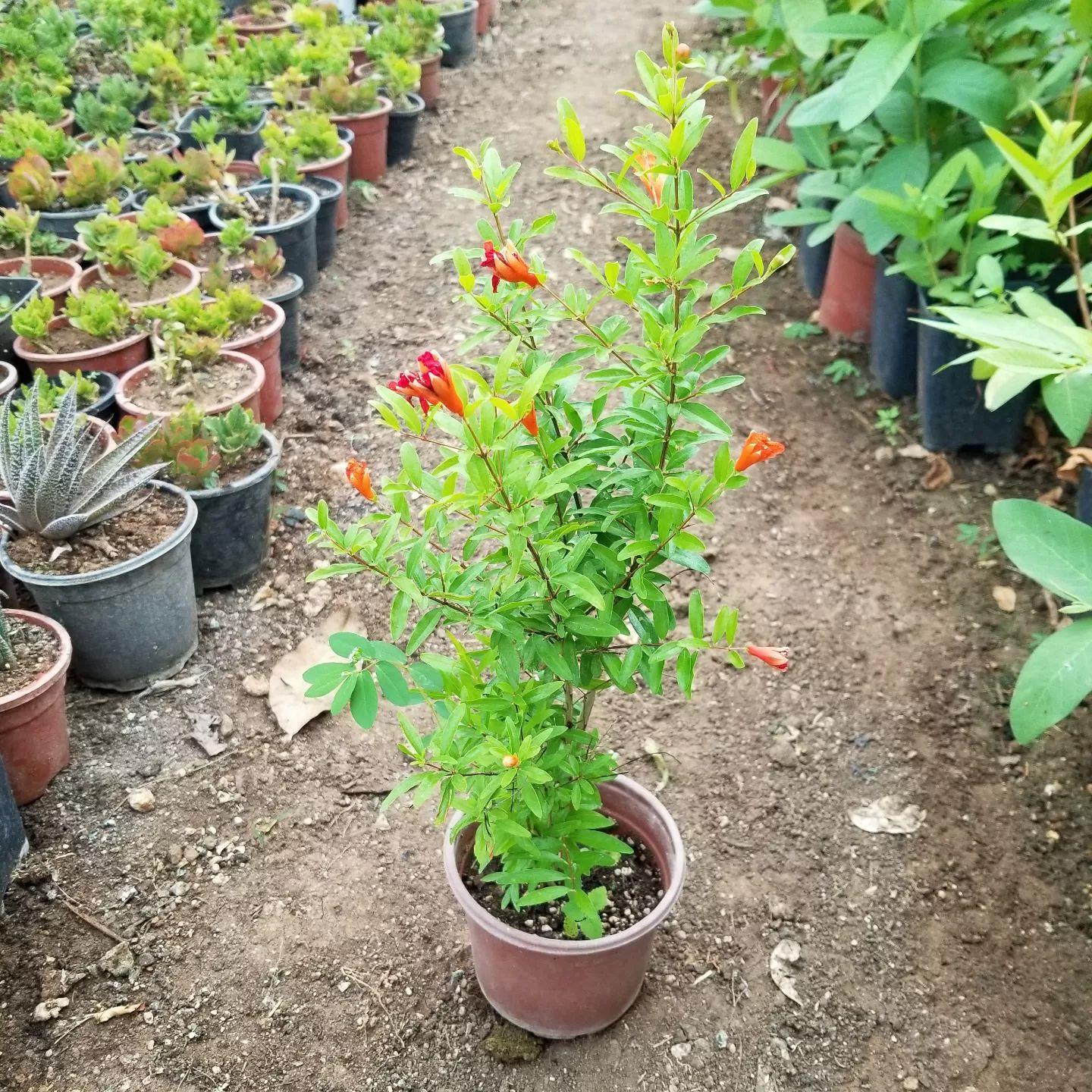 Bodur Süs Narı Fidanı, Saksıda