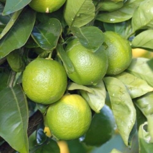 3 Yaş Aşılı Tahiti Lime Yeşil Lime, Torbalı