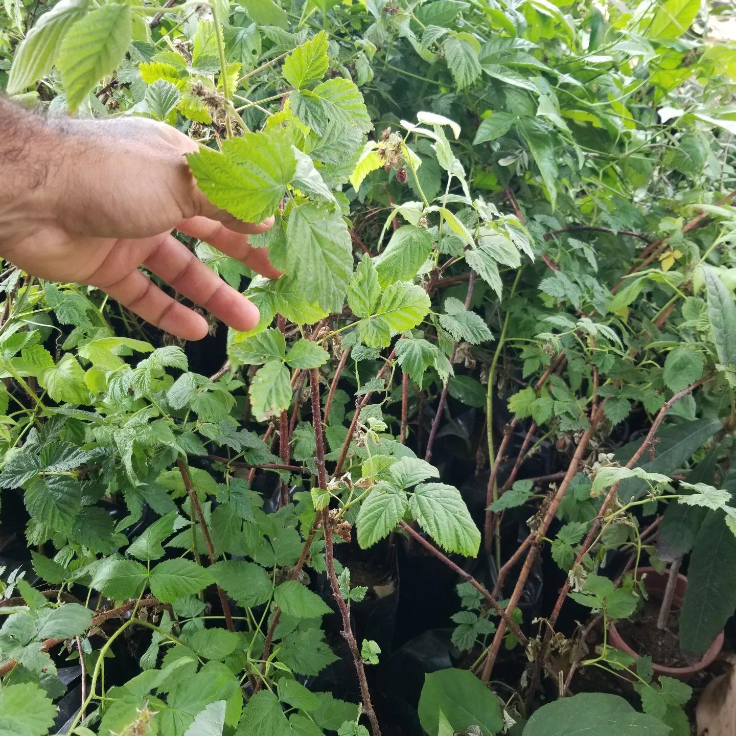 Tulameen İri Kırmızı Ahududu Fidanı, Torbada