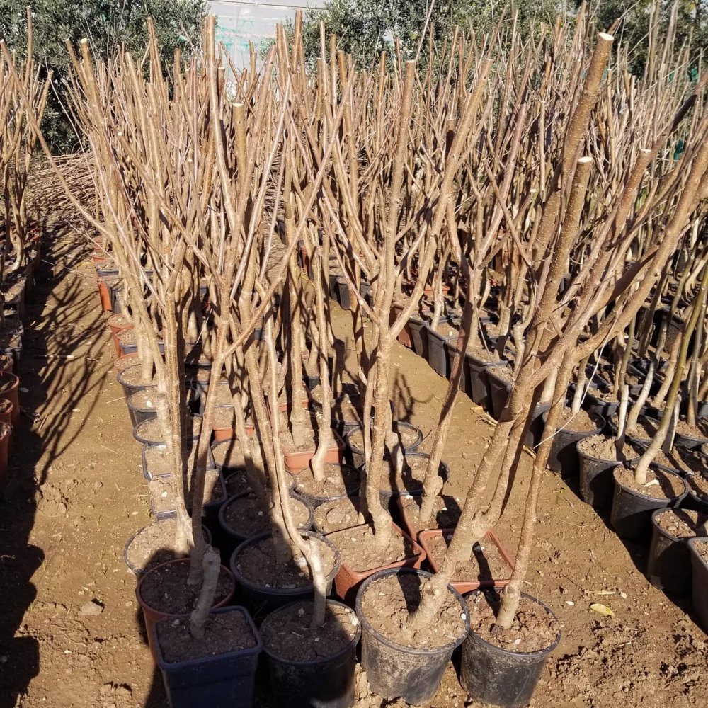 6 Yaş Aşılı Kiraz Fidanı VAN, Saksıda
