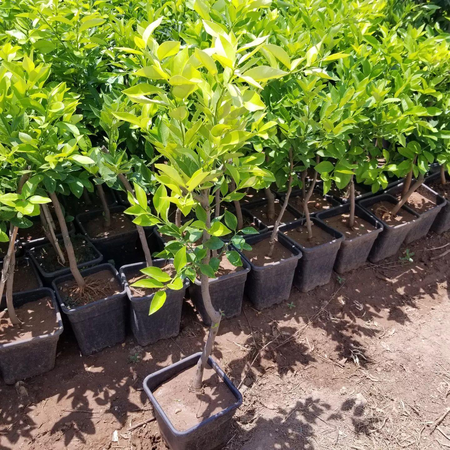 6 Yaş Aşılı Yediveren Limon Fidanı, Saksıda