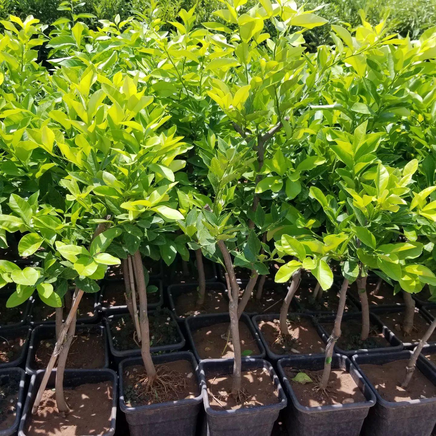 6 Yaş Aşılı Yediveren Limon Fidanı, Saksıda