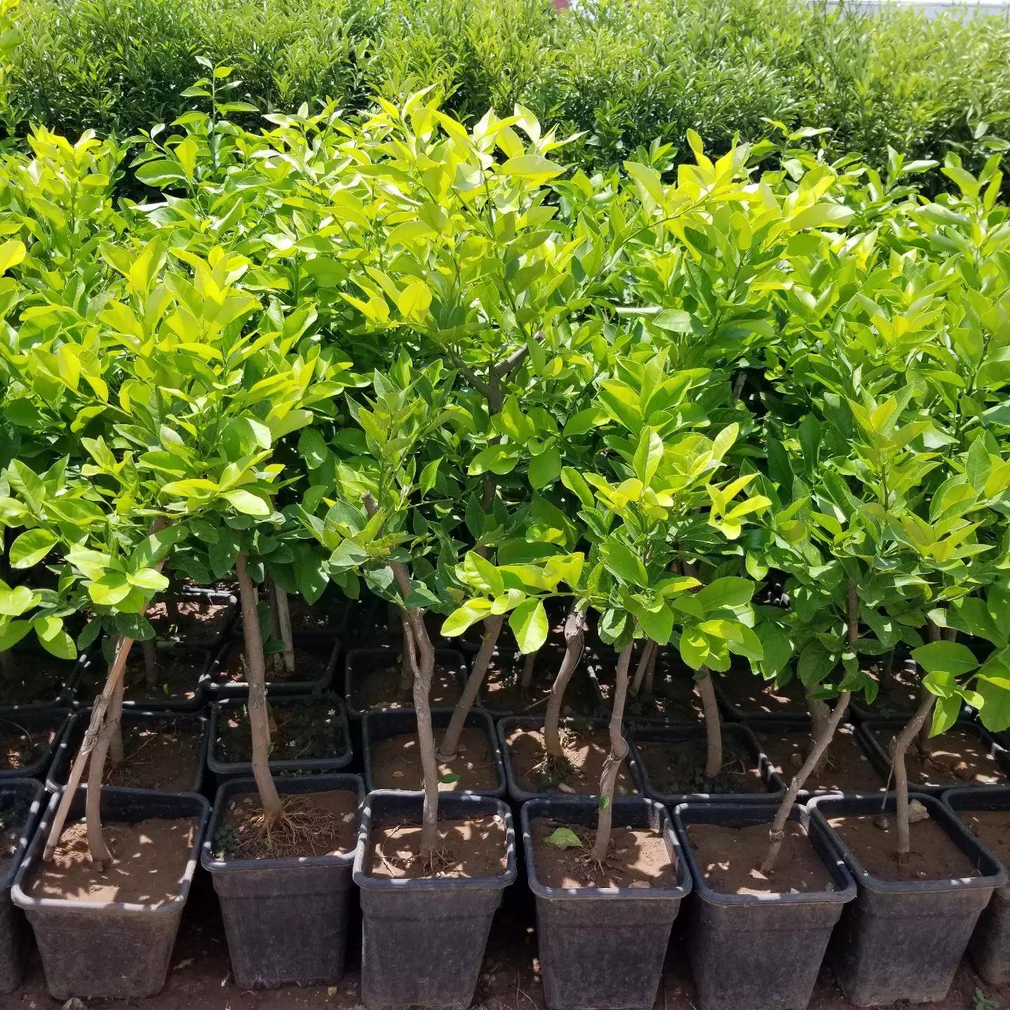6 Yaş Aşılı Yediveren Limon Fidanı, Saksıda